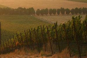 Wente Vineyards - Auction Package at 2012 Noble Chef Benefit to Support Maui Culinary Academy